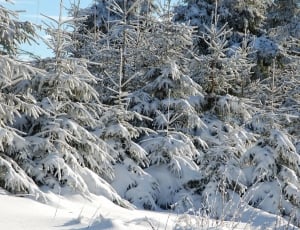 trees covered in snow thumbnail
