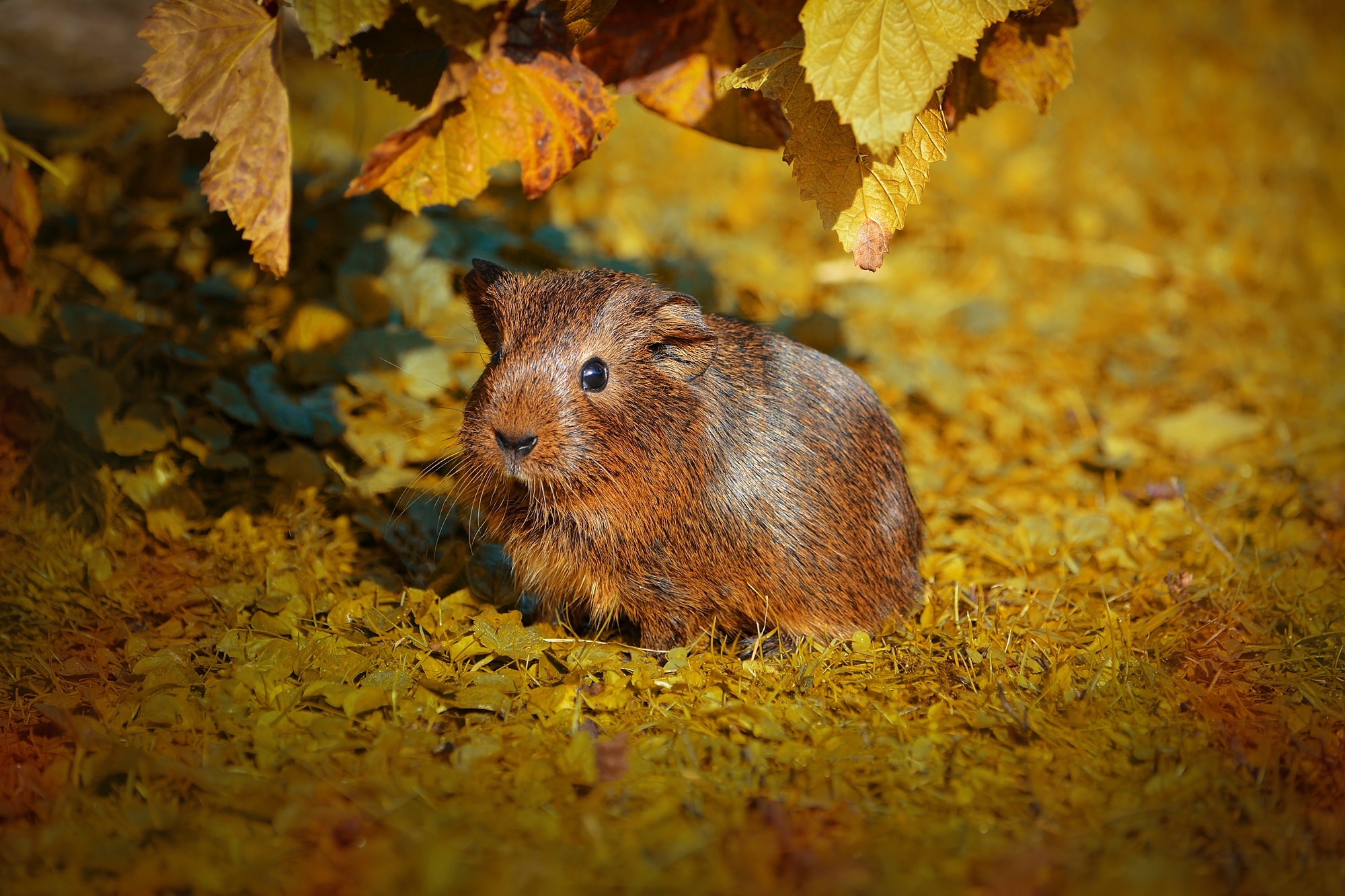 Guinea Pig, Young Animal, one animal, autumn