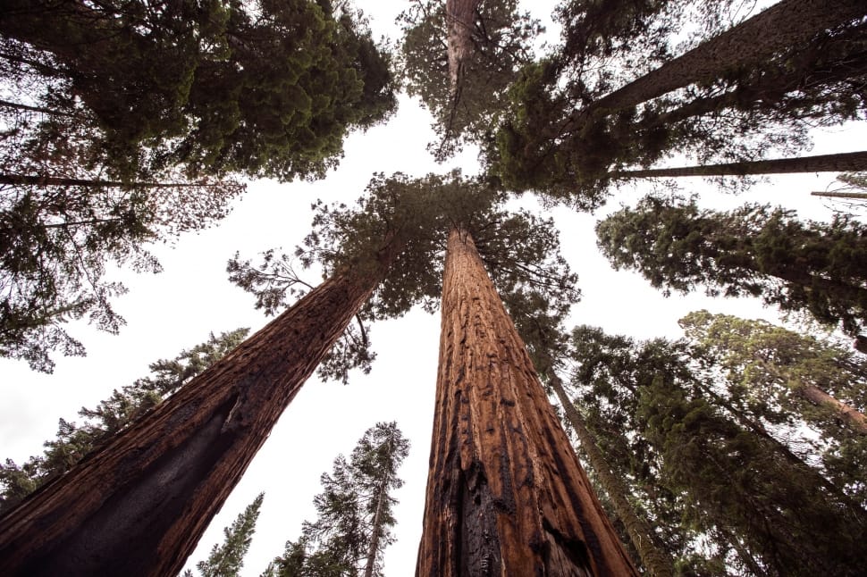 low angle view of trees preview