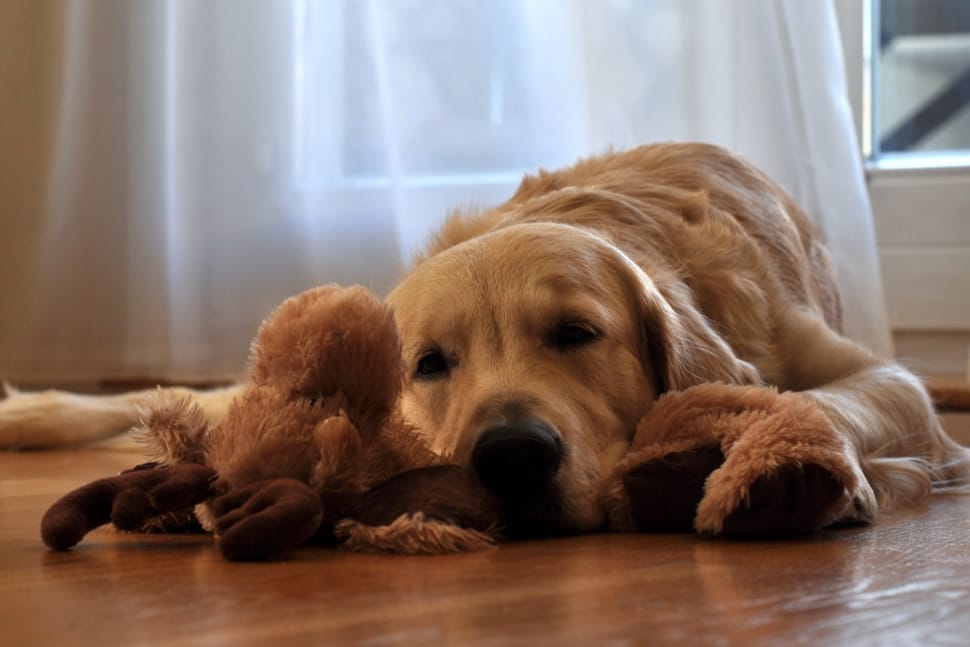 light golden retriever playing plush toy inside the floor preview