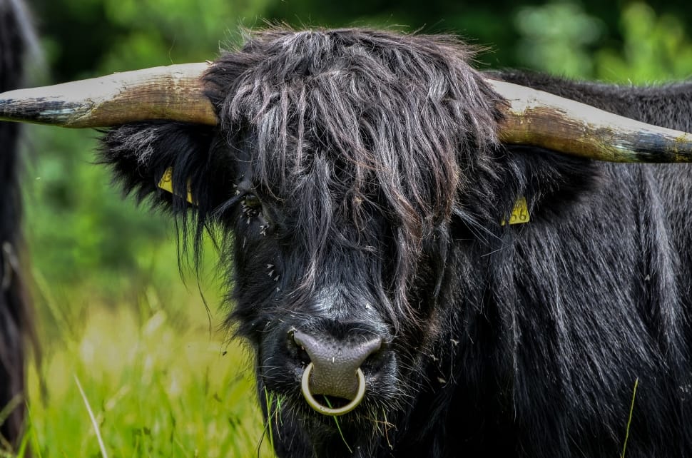 black highland cow preview
