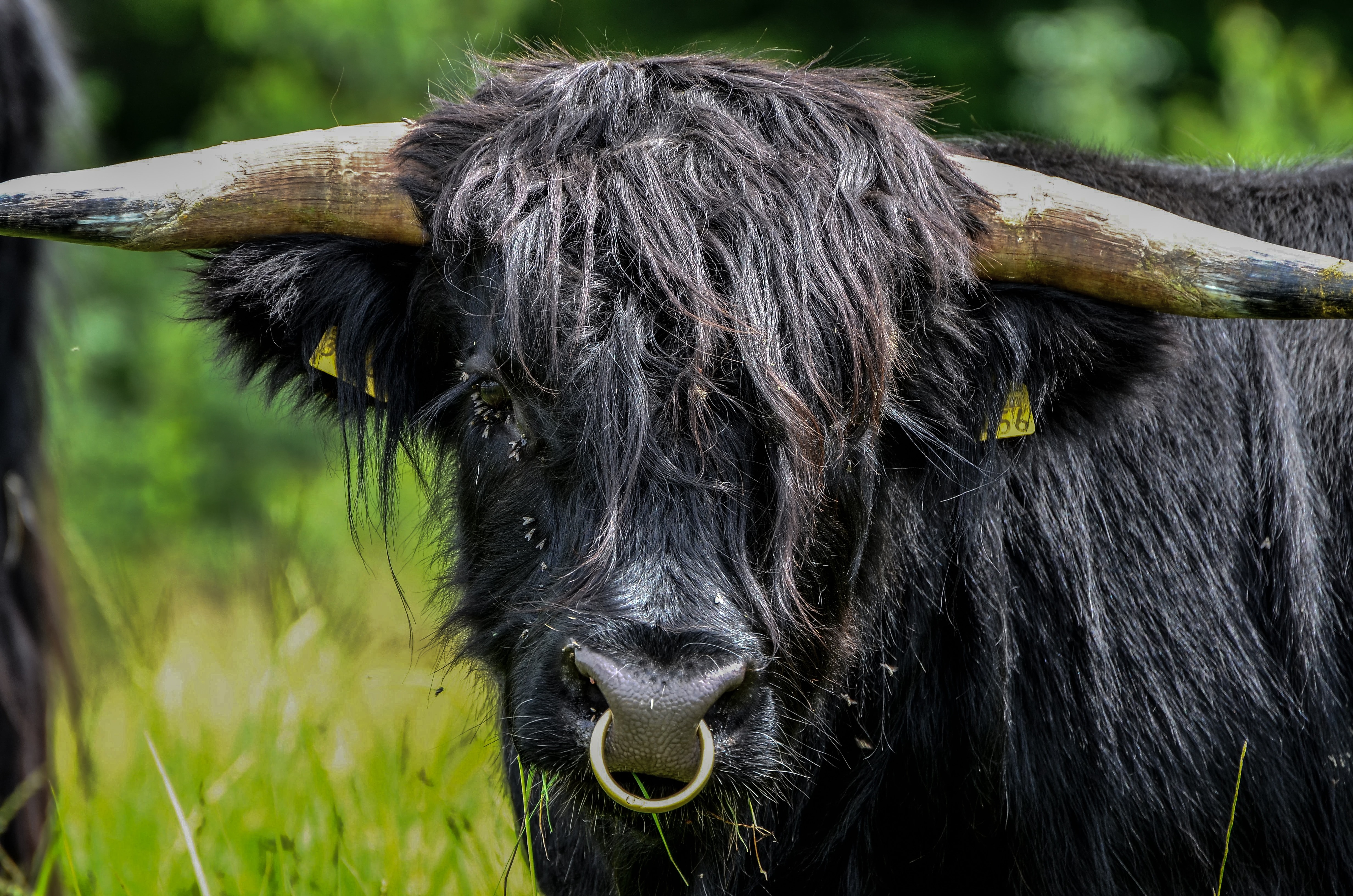 black highland cow