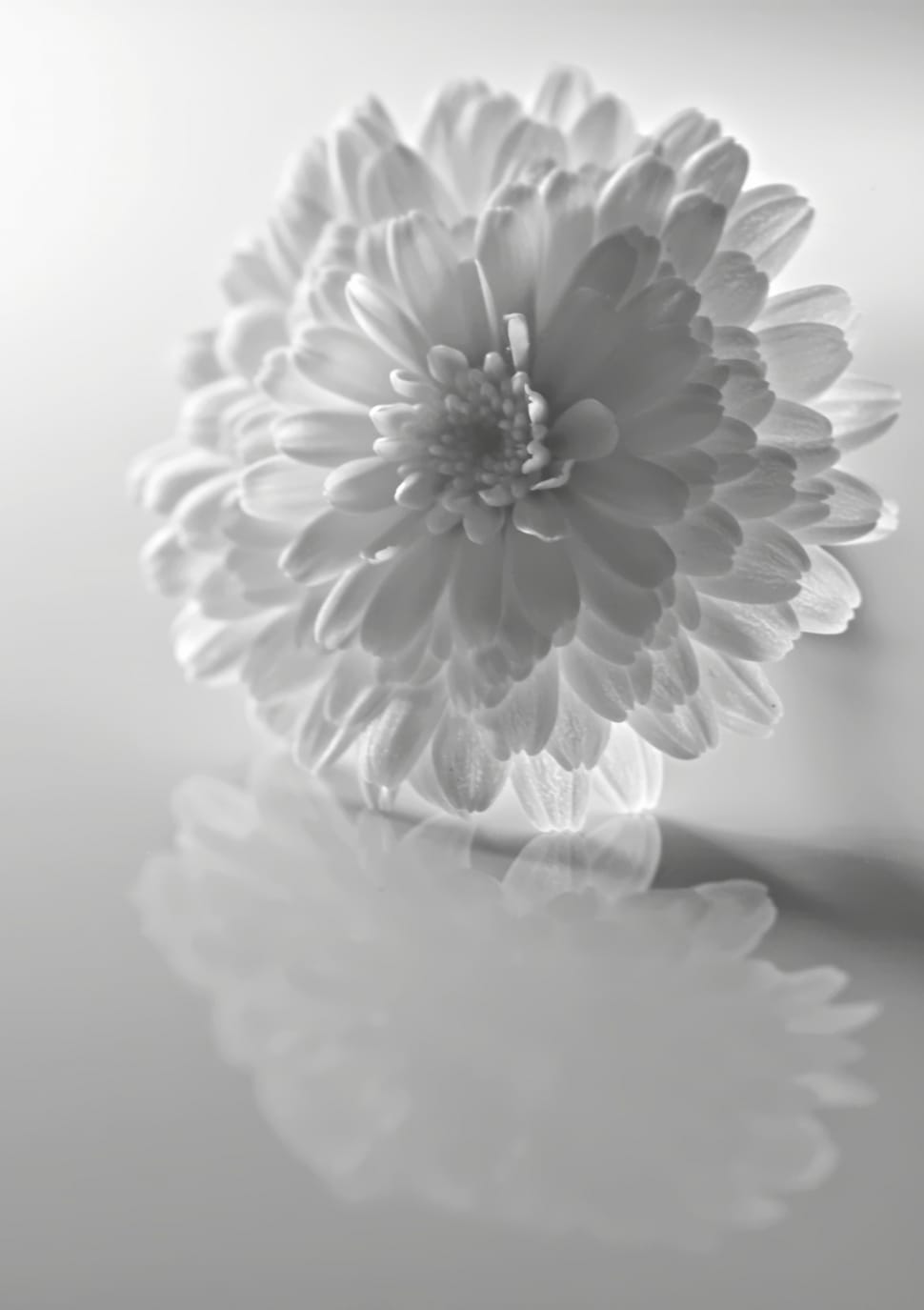 Blooms, Flower, Black And White, Shadows, flower, studio shot preview