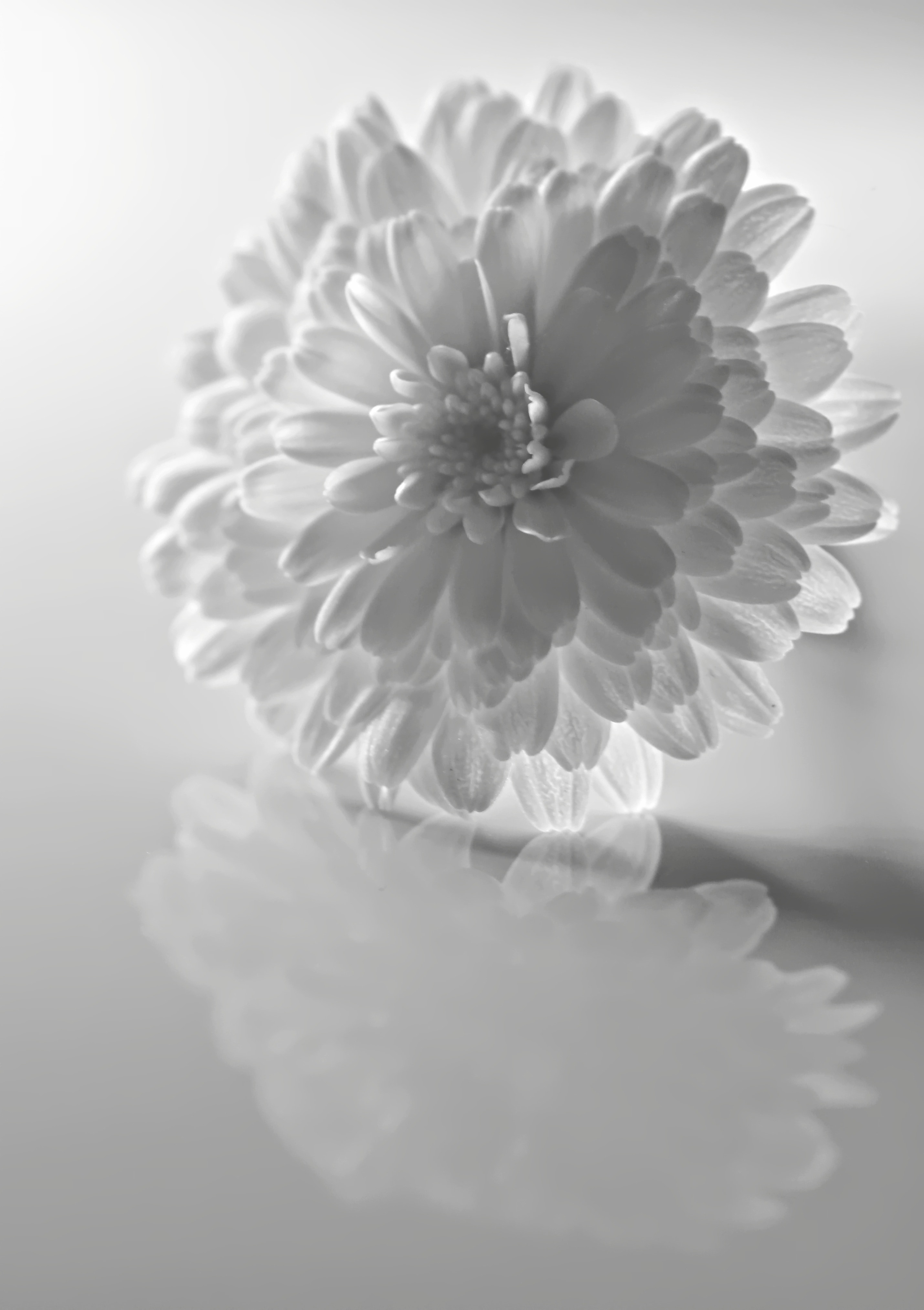 Blooms, Flower, Black And White, Shadows, flower, studio shot