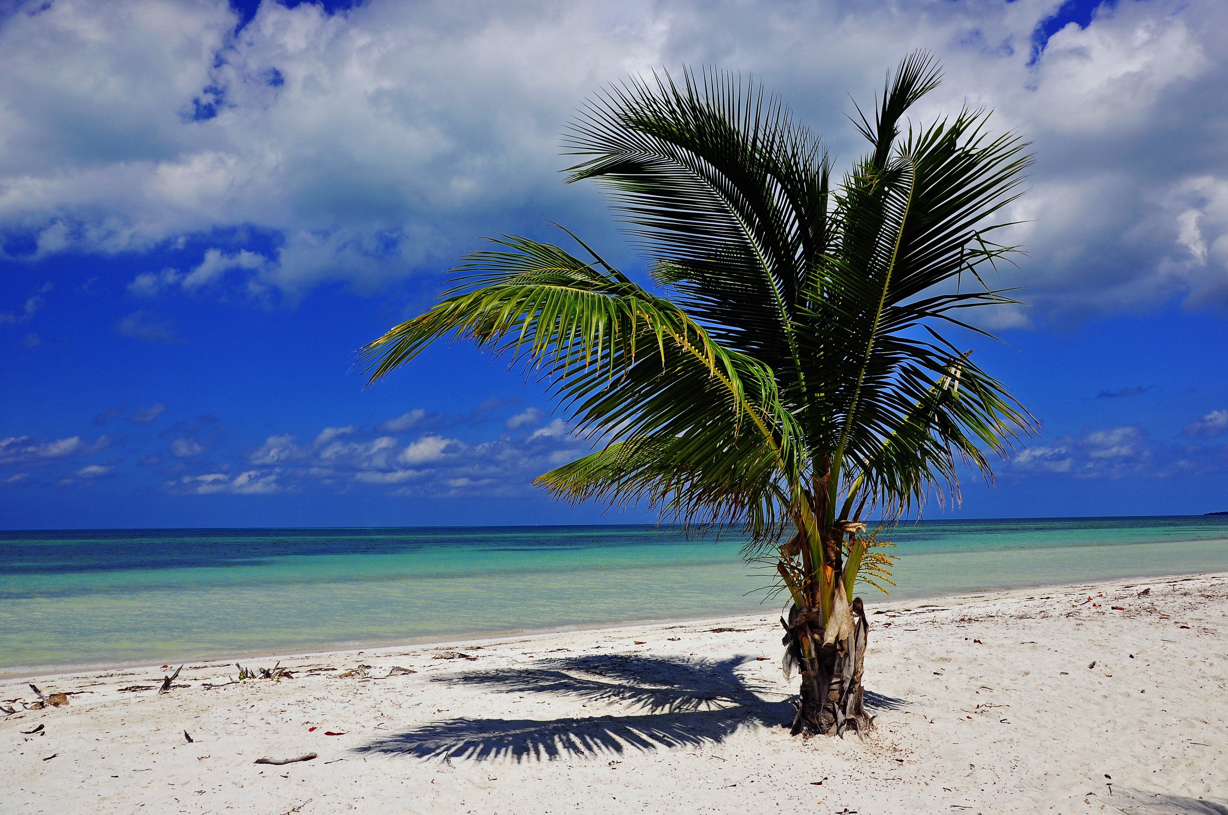 coconut tree on seashore