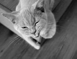 gray short coat cat thumbnail