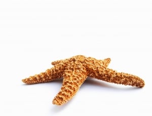 brown and white starfish thumbnail