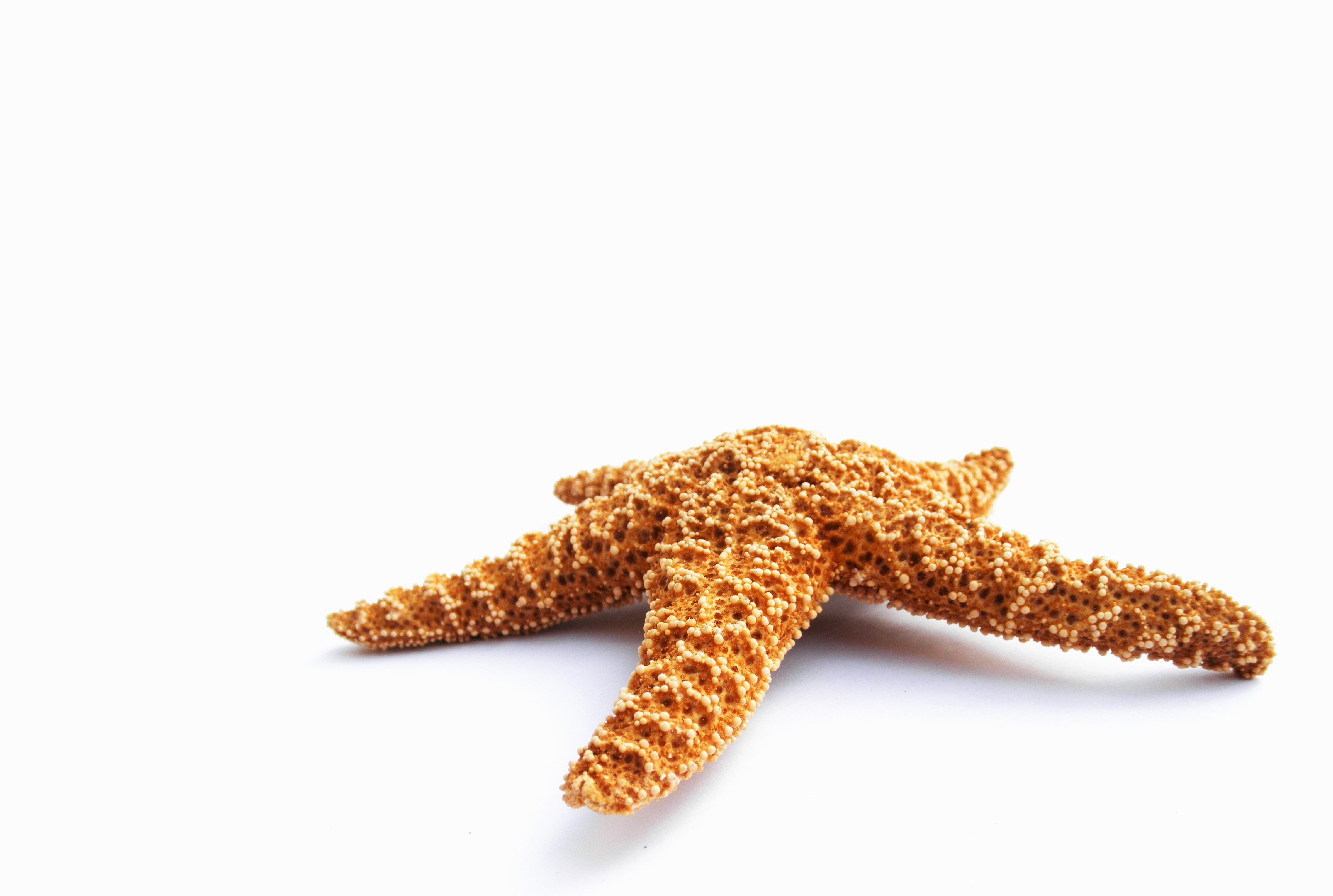 brown and white starfish