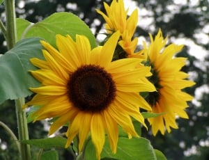 3 yellow sunflowers thumbnail