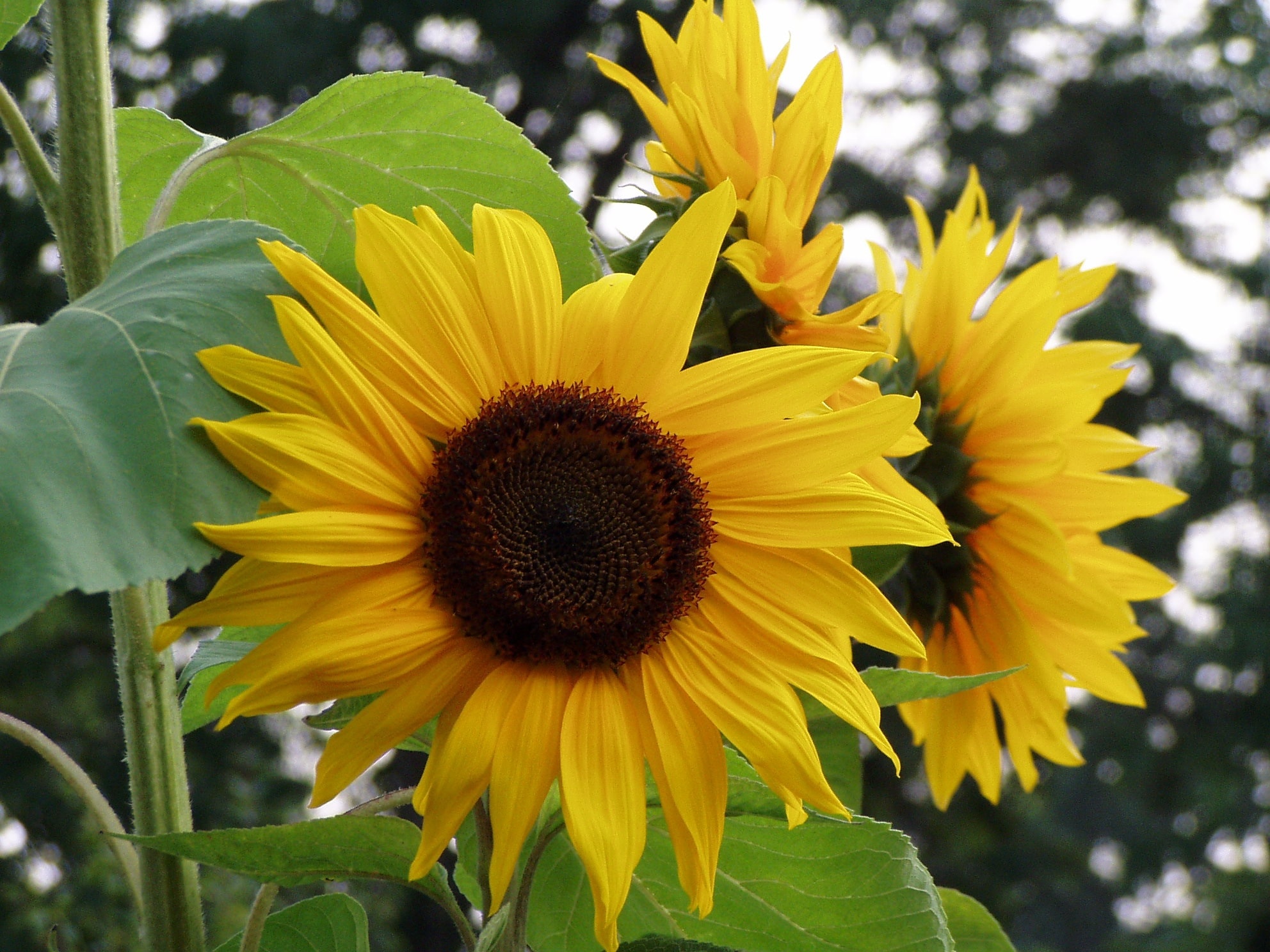 3 yellow sunflowers