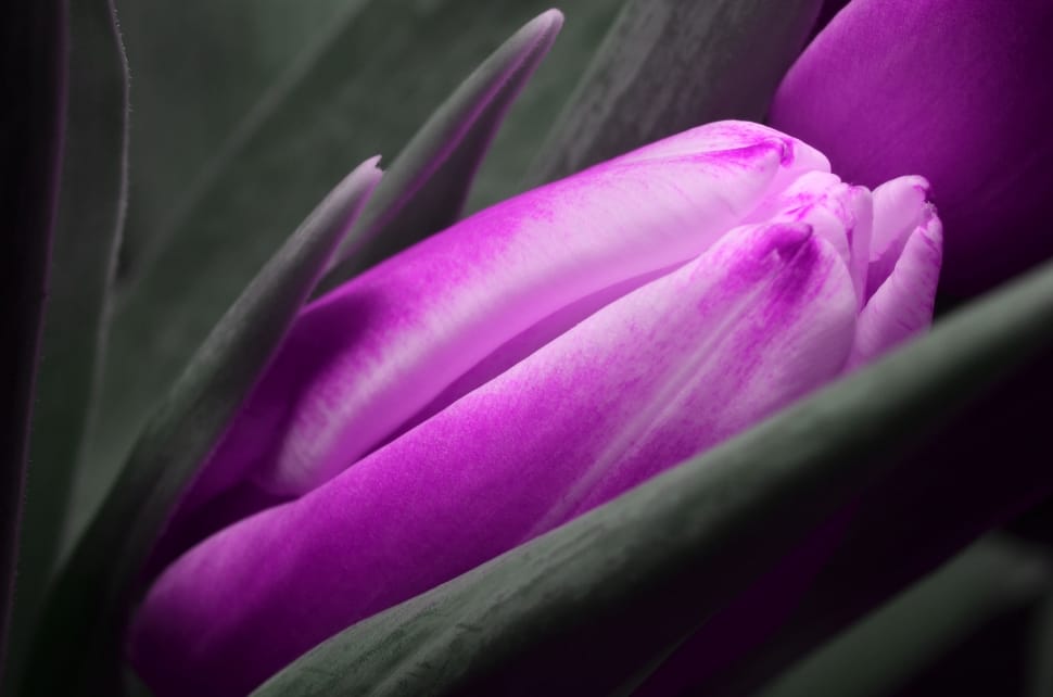 Tulip, Flower, Purple, flower, freshness preview