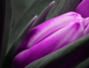 Tulip, Flower, Purple, flower, freshness thumbnail