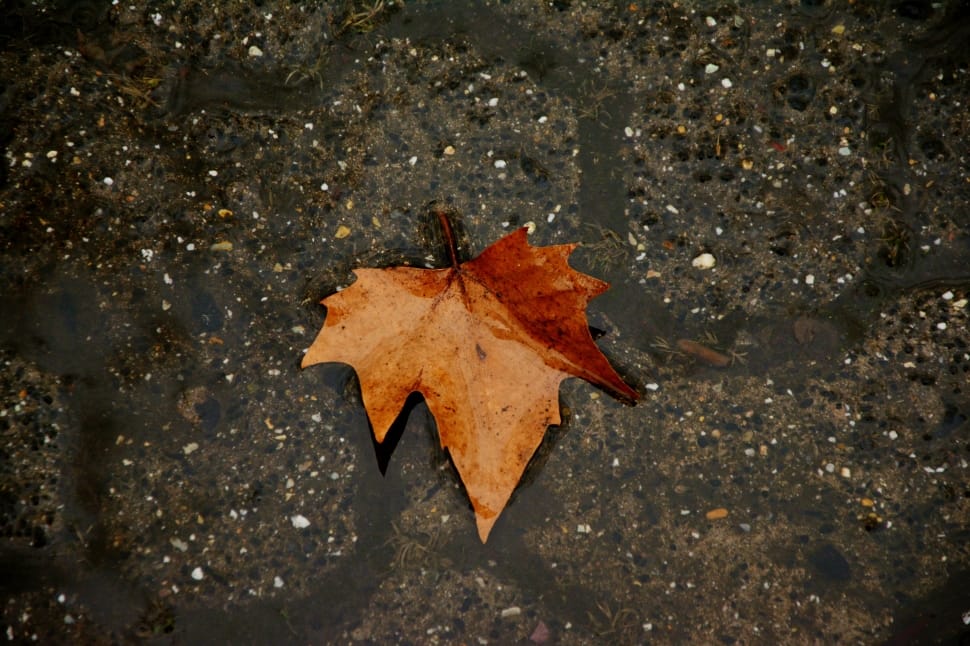 shallow focus photography of brown maple leaf on body of water preview