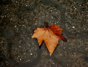 shallow focus photography of brown maple leaf on body of water thumbnail