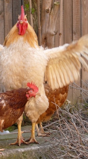 Hen, Rooster, Leader, Bird, Farm, Yard, chicken - bird, livestock thumbnail