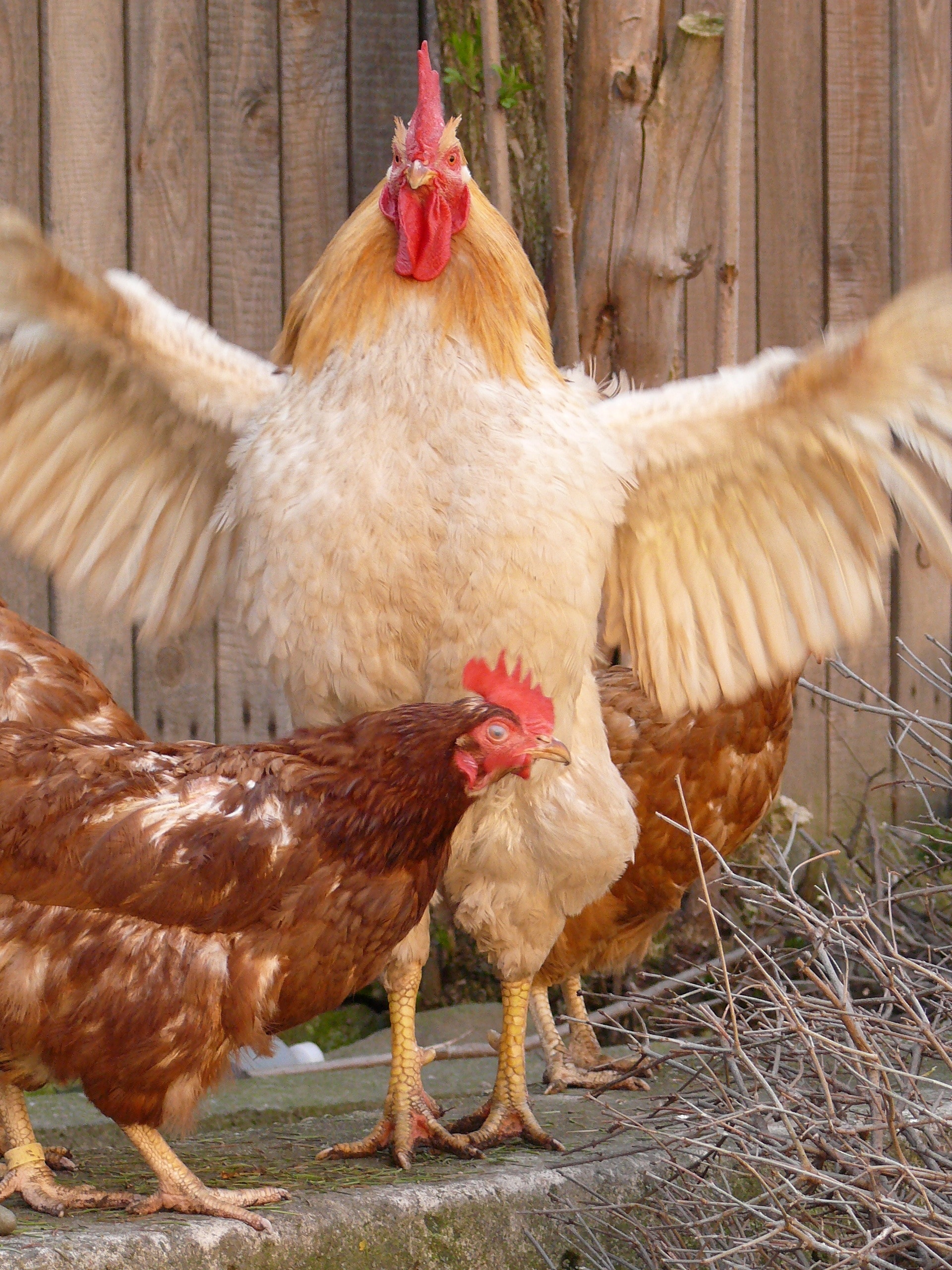 Hen, Rooster, Leader, Bird, Farm, Yard, chicken - bird, livestock