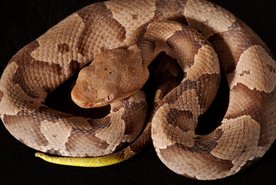 brown python preview