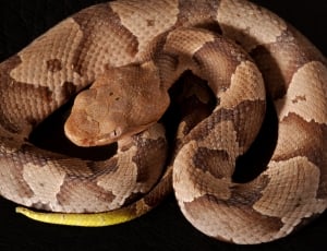 brown python thumbnail