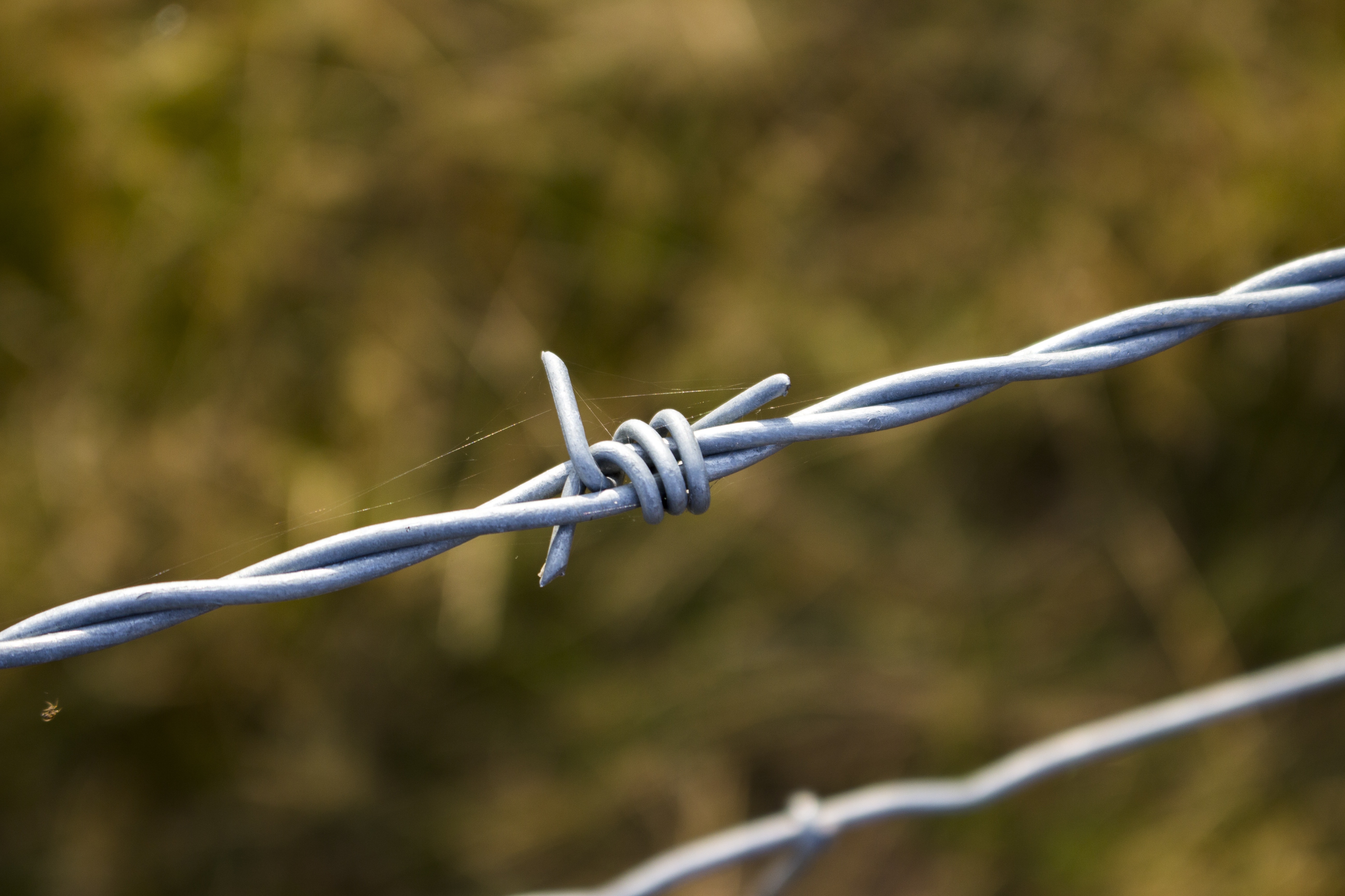 barb wire