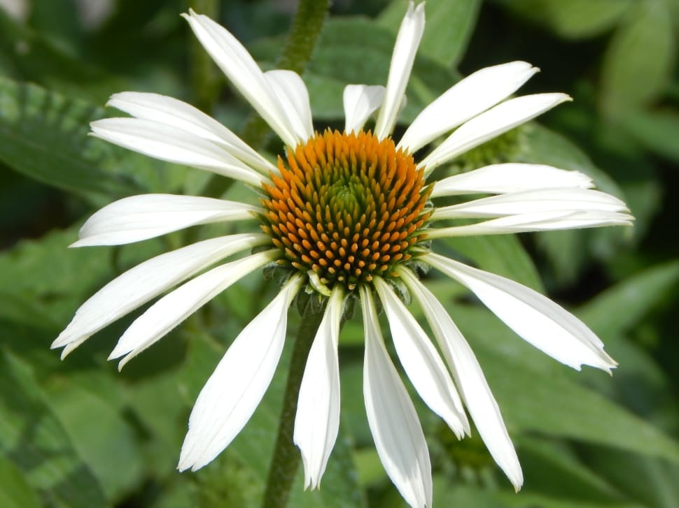 Sun Hat, White Sun Hat, Echinacea, flower, growth preview
