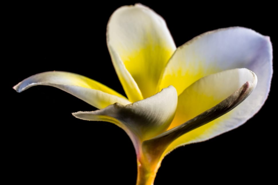 shallow focus photography of white petal flowr preview