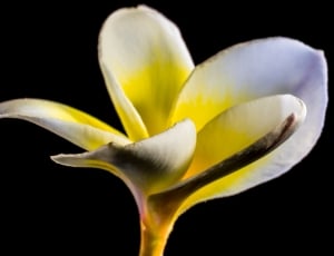 shallow focus photography of white petal flowr thumbnail
