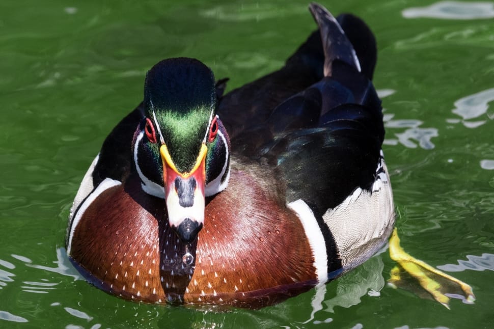 Mallard duck preview