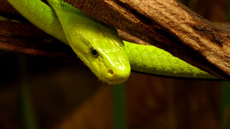 green snake preview