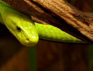 green snake thumbnail