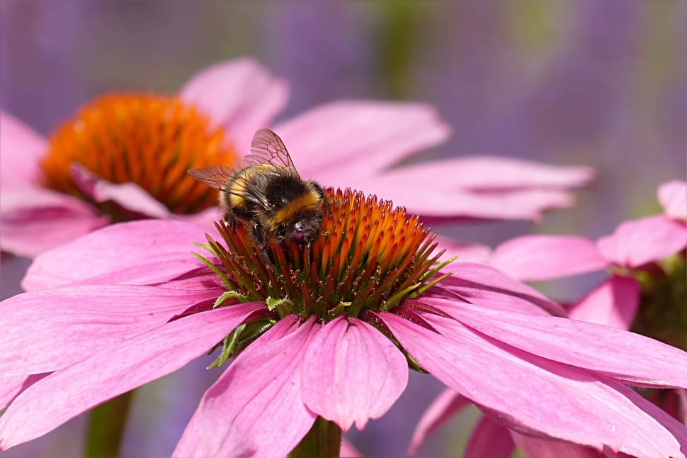 yellow and black bee preview