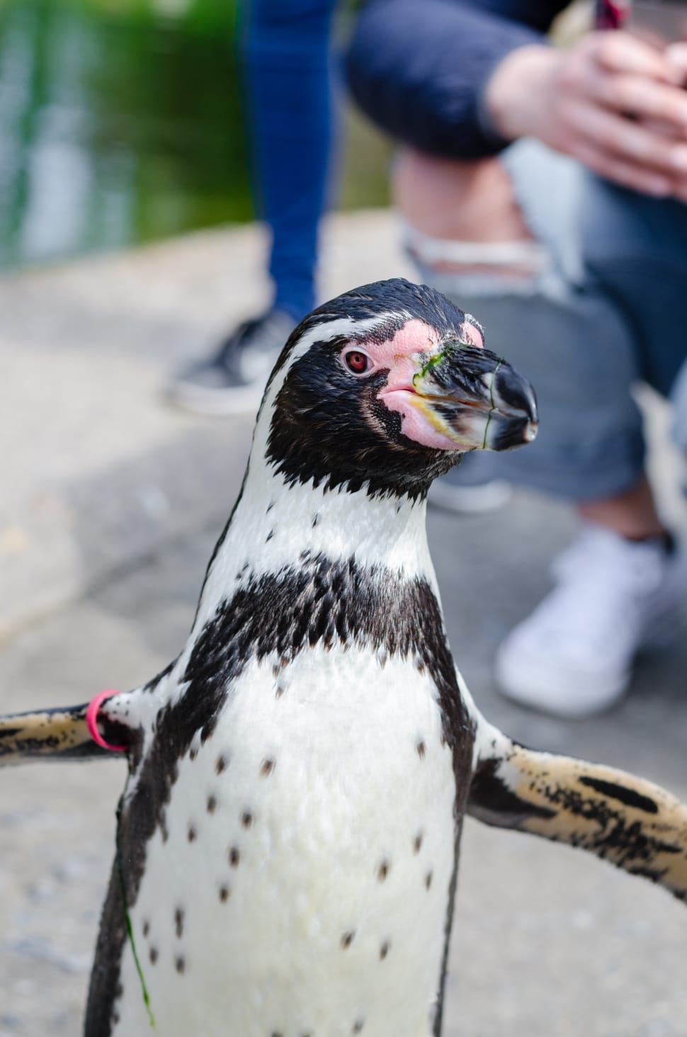 closeup photo of white and black penguin during daytime preview