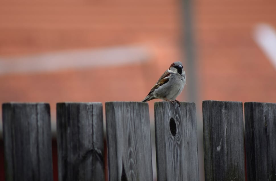 brown and gray sparrow bird preview