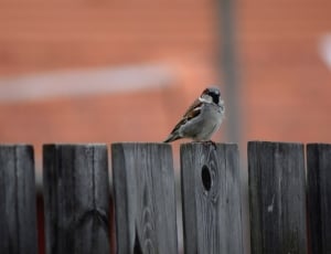 brown and gray sparrow bird thumbnail