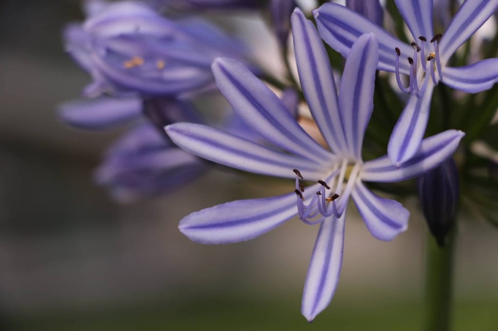 Spring, Agapanthus, Plant, Flowers, purple, flower preview