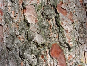 grey and brown tree trunk thumbnail