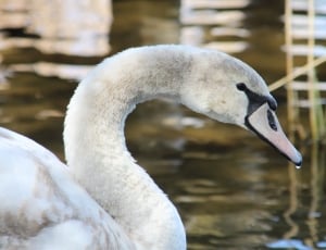 white and black swan thumbnail