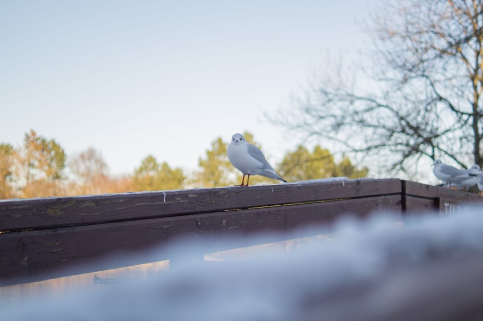 white short beak bird on top of a wooden bridge preview
