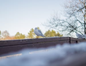 white short beak bird on top of a wooden bridge thumbnail