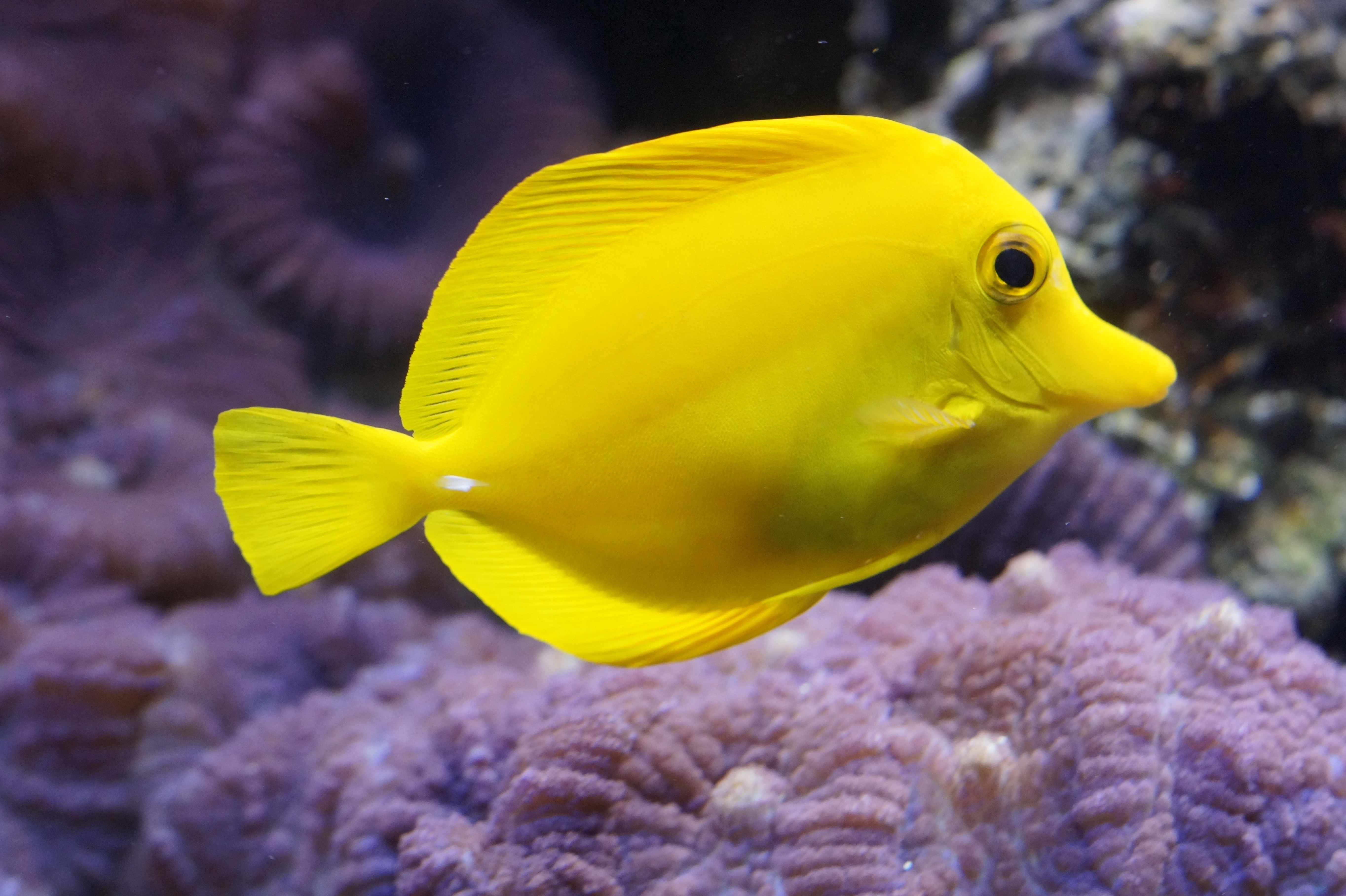 Surgeonfish, Lemon Doktorfisch, yellow, one animal