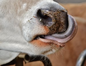 Beef, Foot, Animal, Snout, Nose, Cow, animal body part, one animal thumbnail