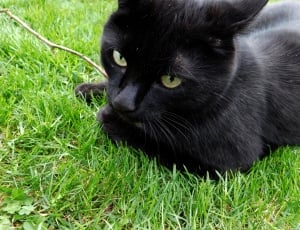 Bombay cat on grass field thumbnail
