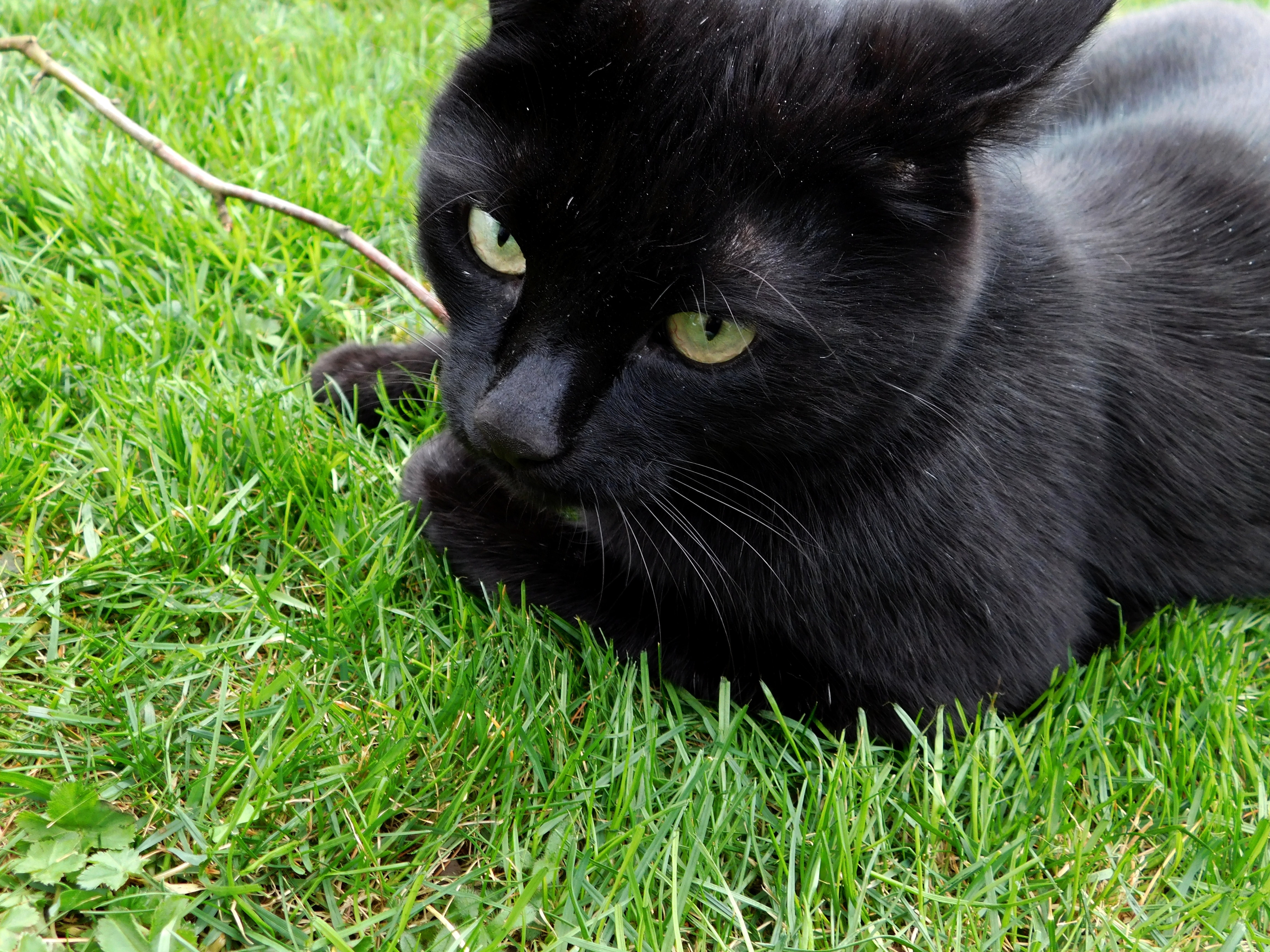 Bombay cat on grass field