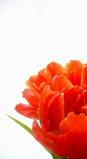 red double bloom tulips thumbnail