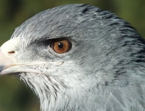gray and white eagle thumbnail