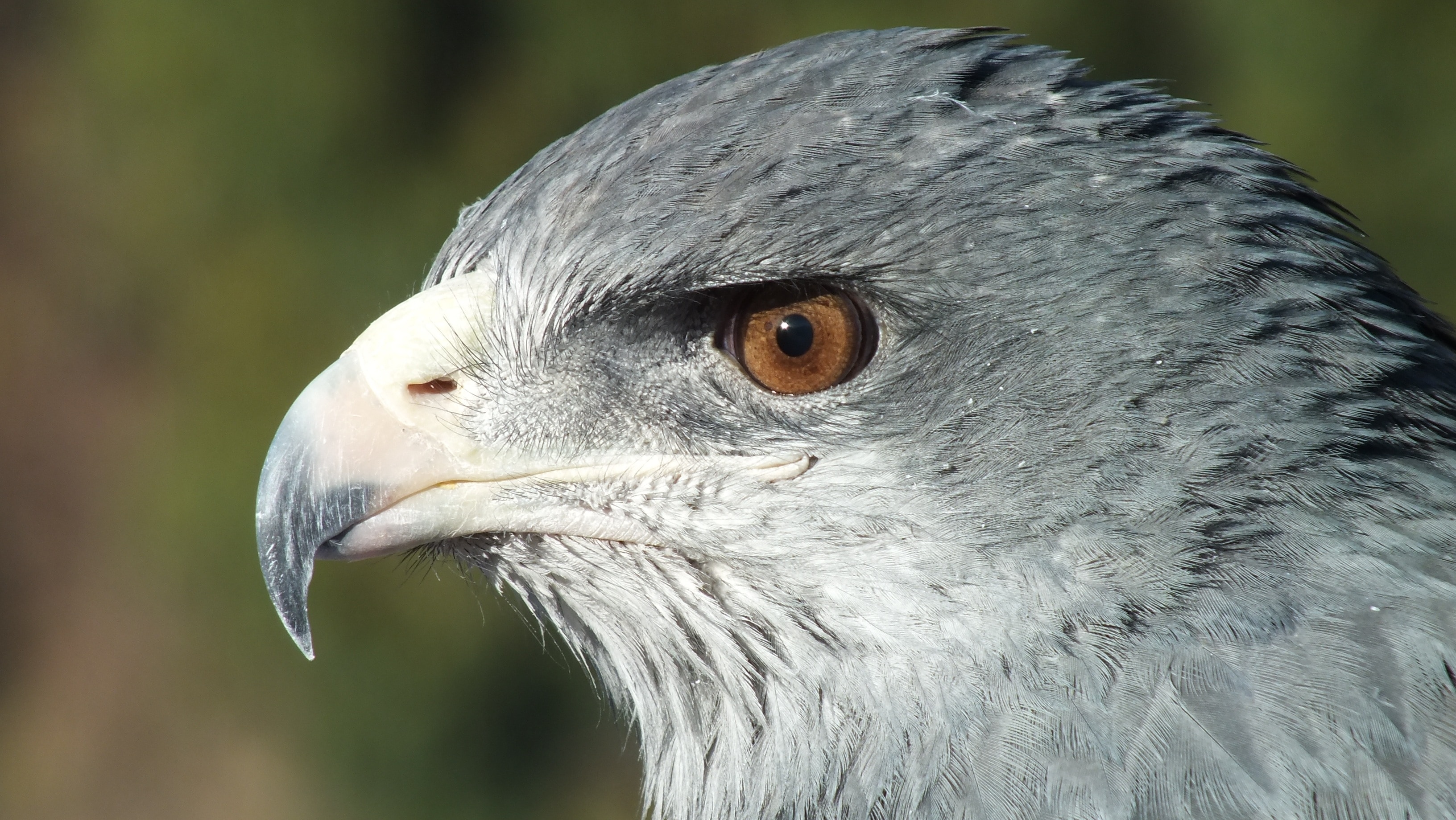 gray and white eagle