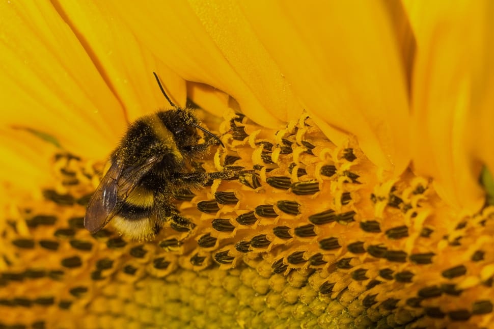 Sun Flower, Yellow, Hummel, Insect, insect, yellow preview