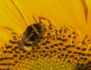 Sun Flower, Yellow, Hummel, Insect, insect, yellow thumbnail