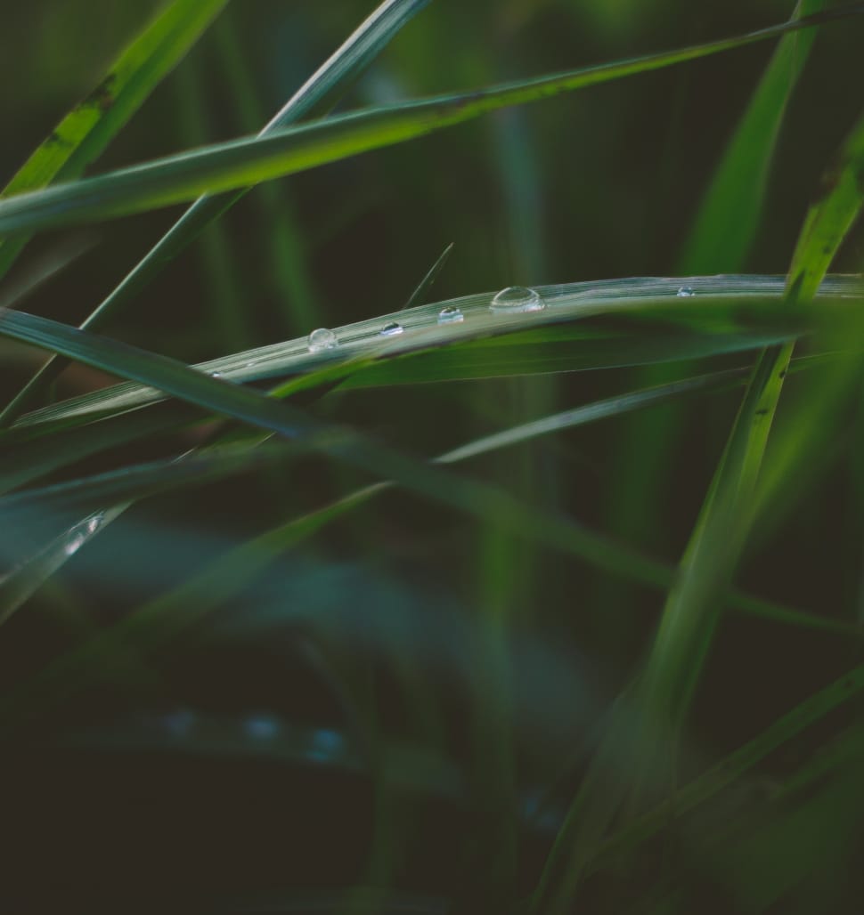 green grass and rain drops preview