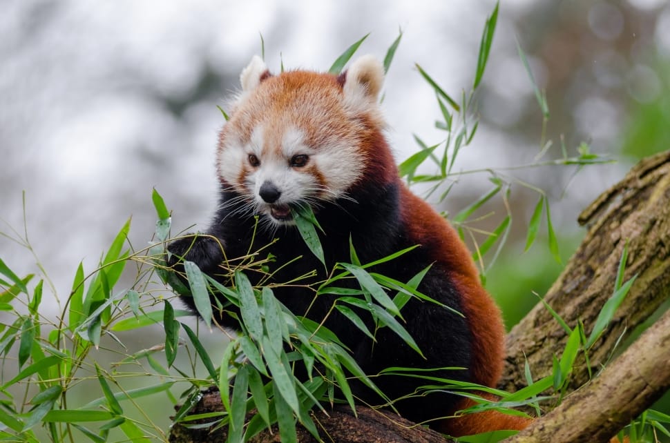 red panda eating bamboo on top of tree preview