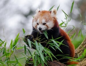 red panda eating bamboo on top of tree thumbnail